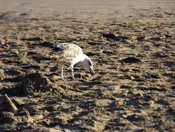 View of dog on beach