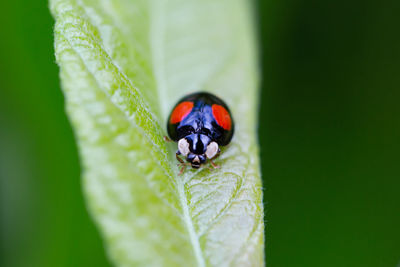 Close-up of ladybug on leaf