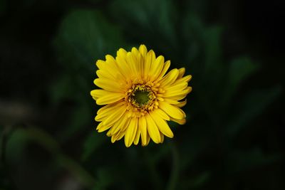 Close-up of yellow flower