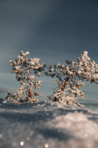 Close-up of trees in snow against sky