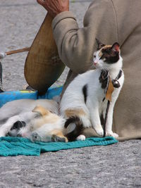 High angle view of pets with street musician