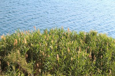 High angle view of plants growing on beach