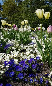 Close-up of flowers blooming outdoors