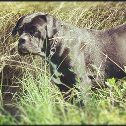 Dog relaxing on grassy field