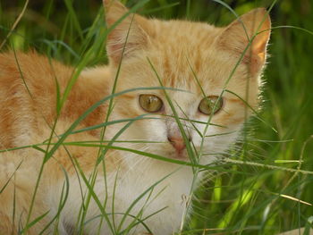 Close-up portrait of cat on grass