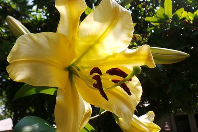 Close-up of yellow flower