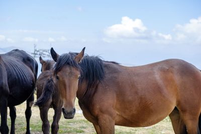 Horses standing in a field