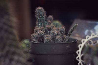 Close-up of succulent plant in pot