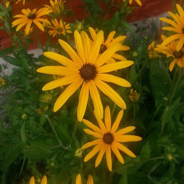 flower, freshness, yellow, petal, fragility, flower head, growth, beauty in nature, blooming, plant, pollen, nature, sunflower, in bloom, leaf, close-up, green color, high angle view, day, daisy