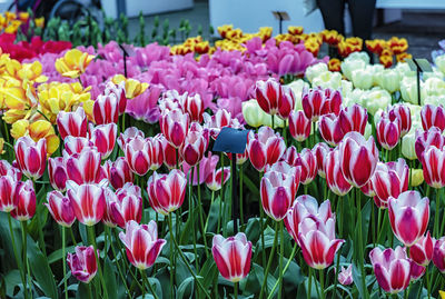 Close-up of pink tulips in field