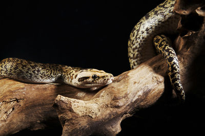 Python on wood against black background