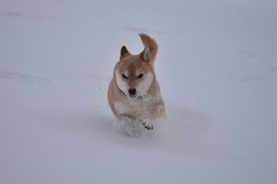 Dog in snow