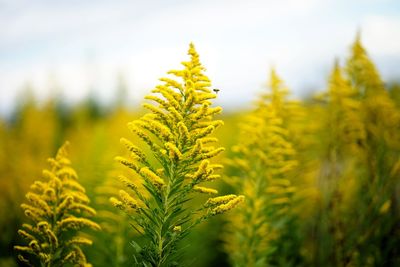 Close-up of yellow flowers against sky