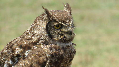 Close-up of a bird looking away