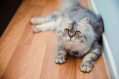 Adorable cute gray chinchilla persian cat lying on the wooden floor at home