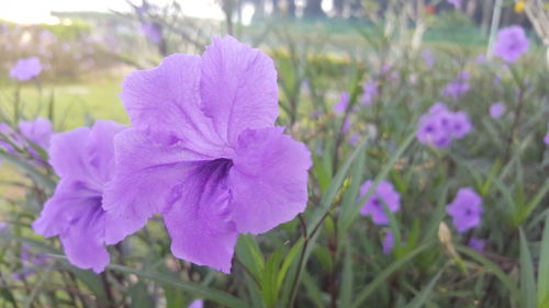 Close-up of purple flowering plants on field