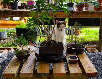 Portrait of cat sitting on potted plant