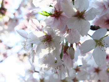 Close-up of apple blossoms in spring