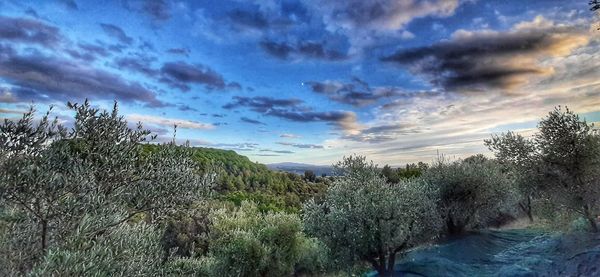 Plants growing on land against sky