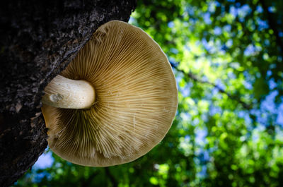 Close-up of mushroom growing on tree trunk