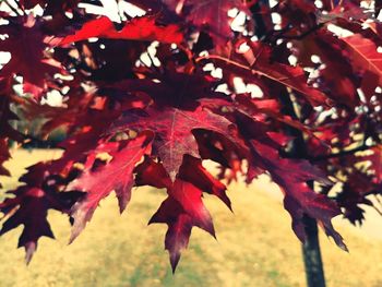 Close-up of maple leaves