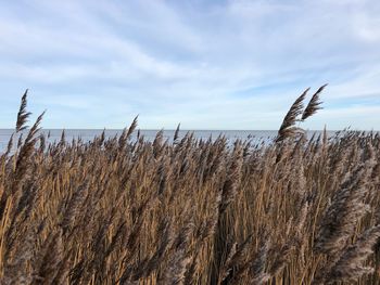 Close-up of stalks in field against sky