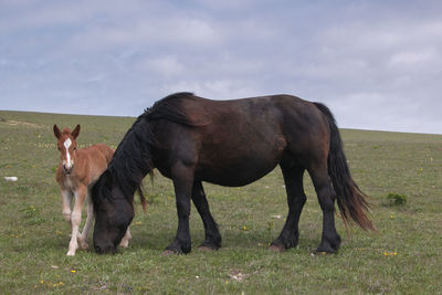 Portrait of black mare with her baby foal