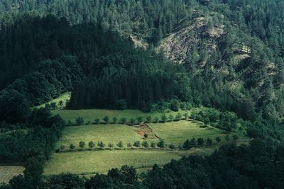 Scenic view of forest