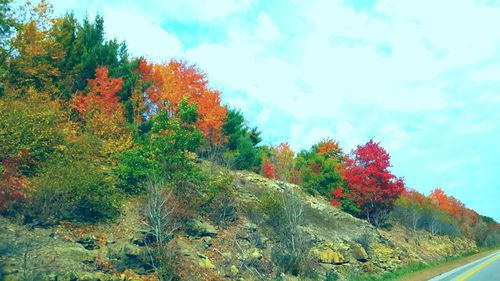 Trees and plants growing against sky during autumn
