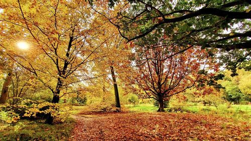 Trees in forest during autumn