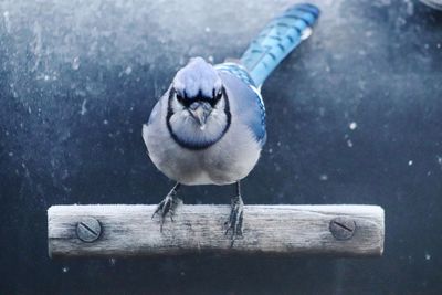 Close-up of bird perching on metal railing