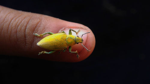 Close-up of insect on finger over black background