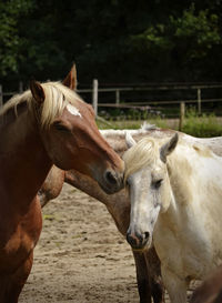 Close-up of horses