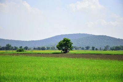 Scenic view of agricultural field against sky