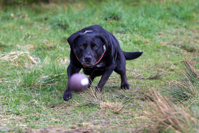 Portrait of black dog on field