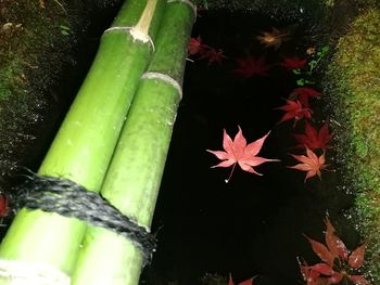 High angle view of maple leaves in water