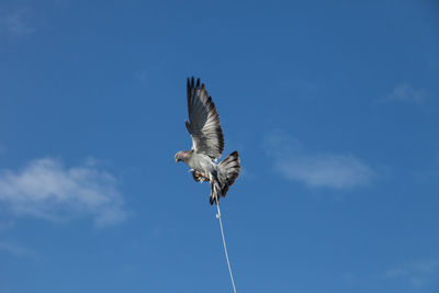 Low angle view of eagle flying against sky