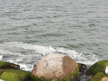 High angle view of seagull on rock