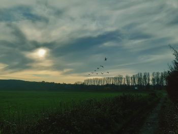 Bird flying over field against sky