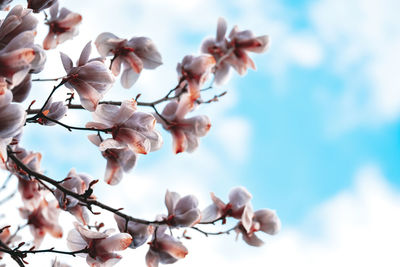 Close-up of white cherry blossom