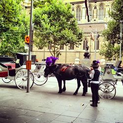 Horse cart in street