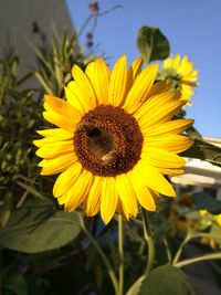 Close-up of sunflower