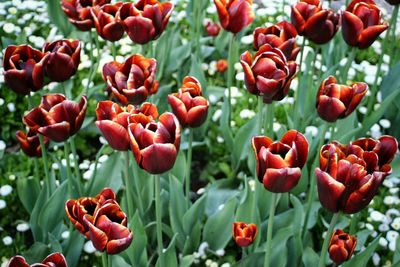 Close-up of red tulips