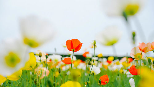 Close-up of poppy flowers blooming in field