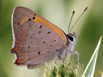 Close-up of butterfly perching on plant