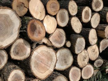 Full frame shot of logs in forest