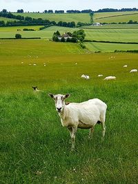 Sheep grazing on field