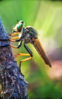 Close-up of insect on tree trunk