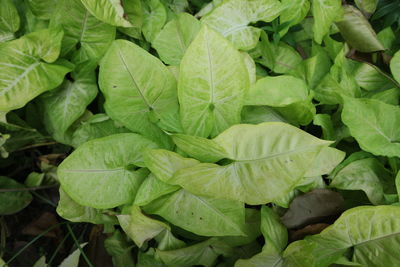 Full frame shot of fresh green leaves