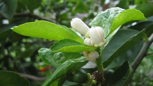 Close-up of flower buds growing on plant